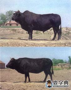 黑牛3d资料